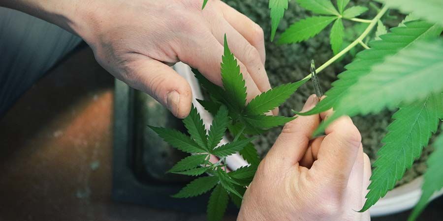 Takken verwijderen (Limbing) Cannabis Planten
