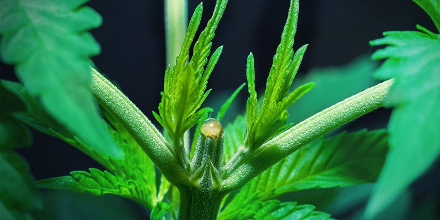 Hoe Top Je Cannabisplanten?