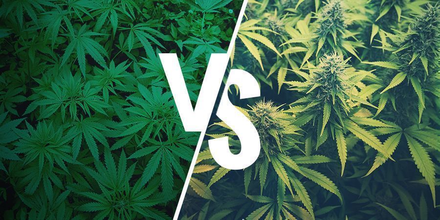 WAT IS HENNEP EN IN WELK OPZICHT VERSCHILT HET VAN MARIHUANA?