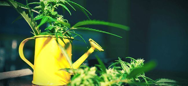 Grow Better Weed: Moderation Is Key