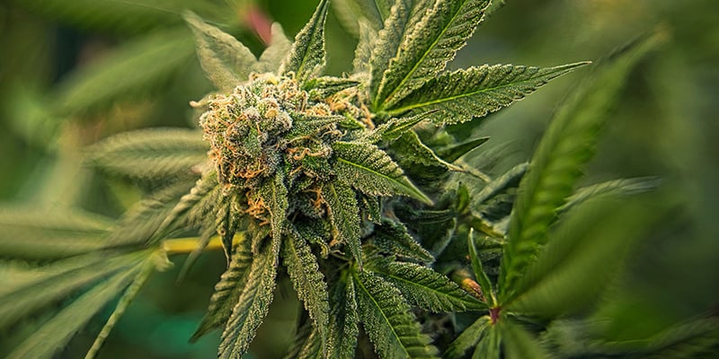 Tip #1: kies sterke genetica voor gezonde wietplanten