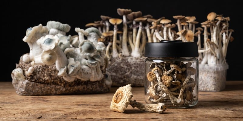 Strains voor ervaren gebruikers Strains voor ervaren gebruikers