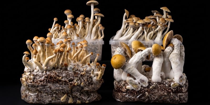 Goede strains voor beginners Goede strains voor beginners