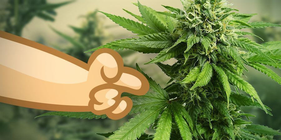 Gebruik Een Sativa Wiet Soort Om De Sfeer Te Verhogen