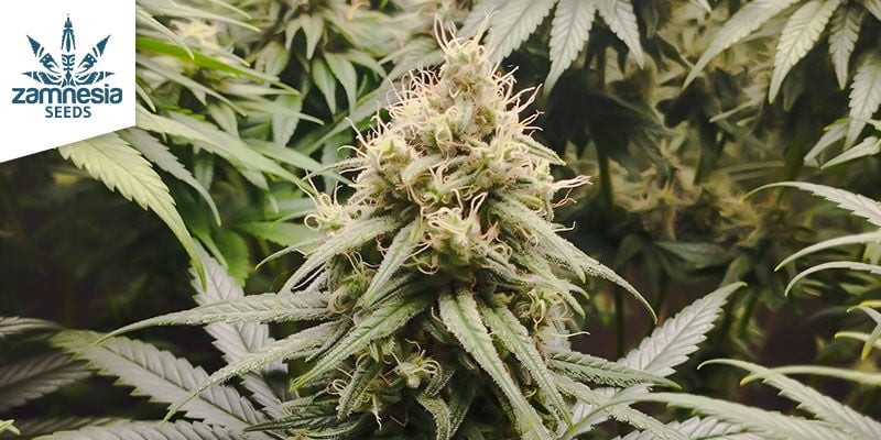 Super Silver Haze (Zamnesia Seeds)