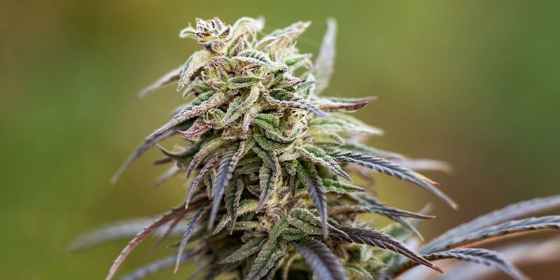De juiste CBD-rijke soort strain voor jou
