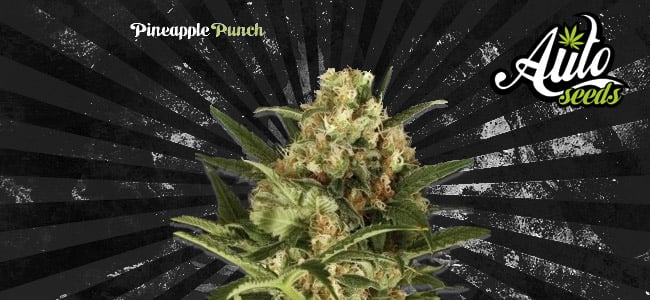 Pineapple Punch Auto Seeds