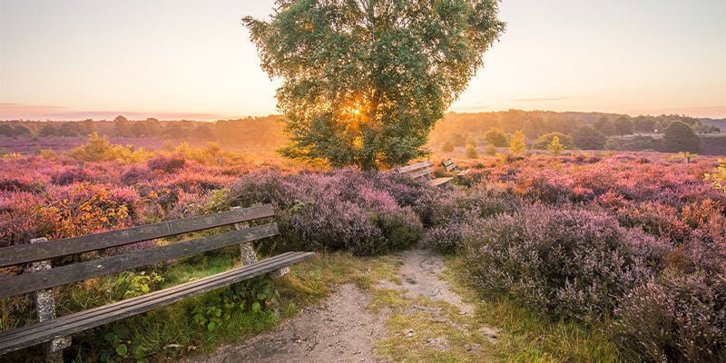 NATIONAAL PARK DE HOGE VELUWE