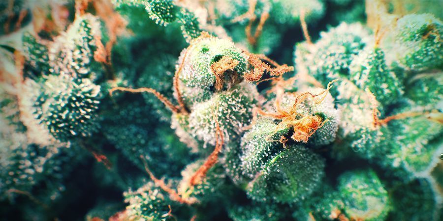 Cannabis Gouden Haren