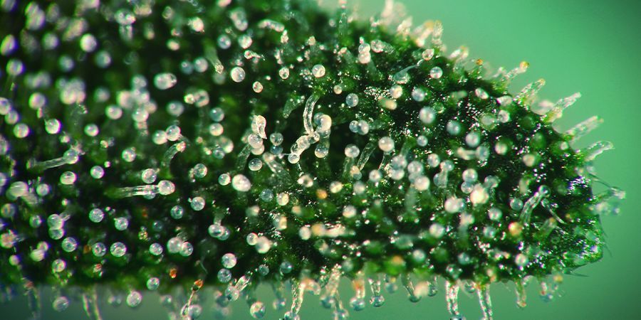 Bekijk De Cannabis Kristallen
