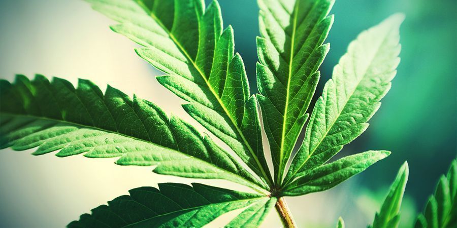 Cannabis Te Veel Bladeren