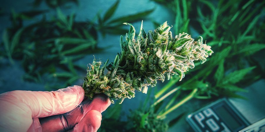 natte of droge cannabis