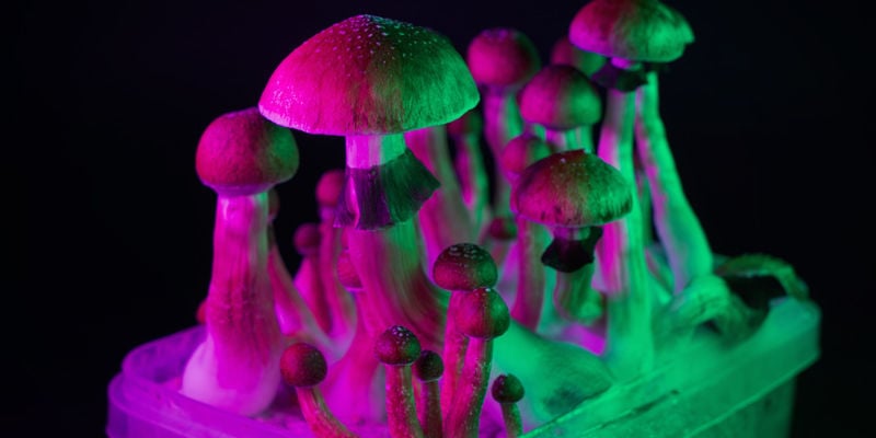 Magic Mushrooms Of Paddo's