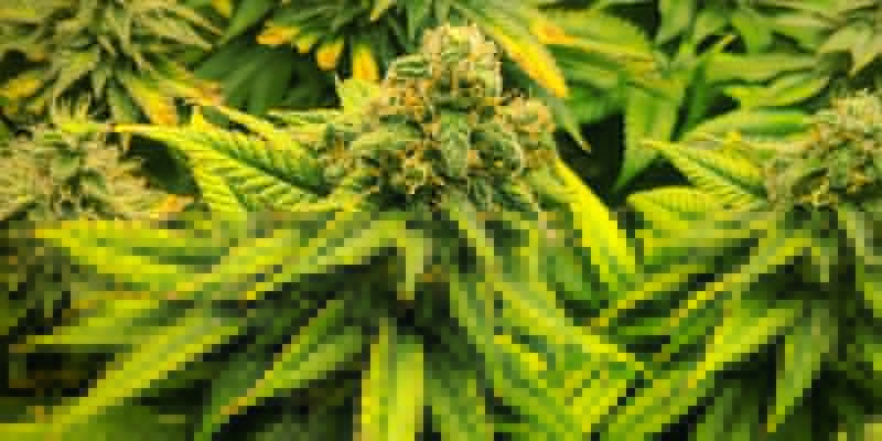 Welke soorten cannabis gebruik ik?