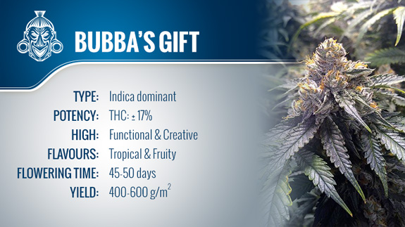 Bubba's Gift - Humboldt Seeds