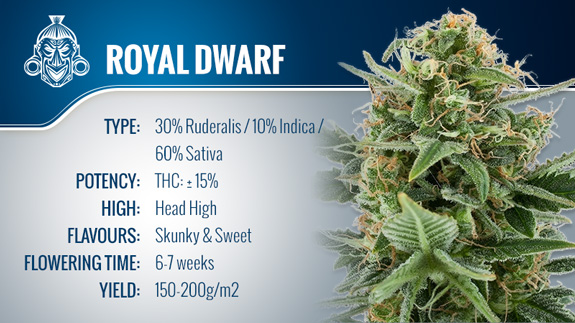 Royal Dwarf (Royal Queen Seeds) Fem.
