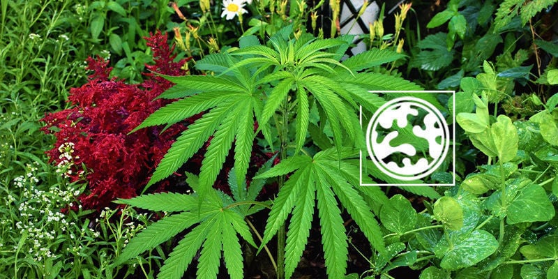 Gezelschapsplanten om cannabisplanten te camoufleren