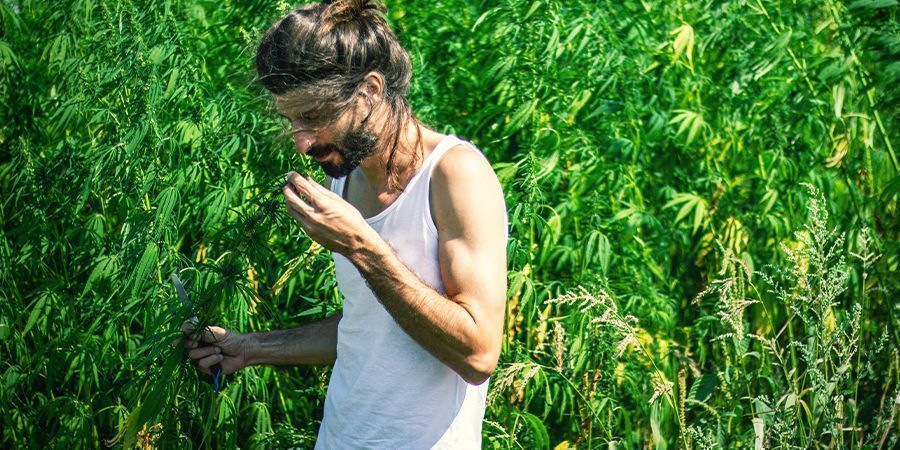 Cannabis heeft een hele sterke geur