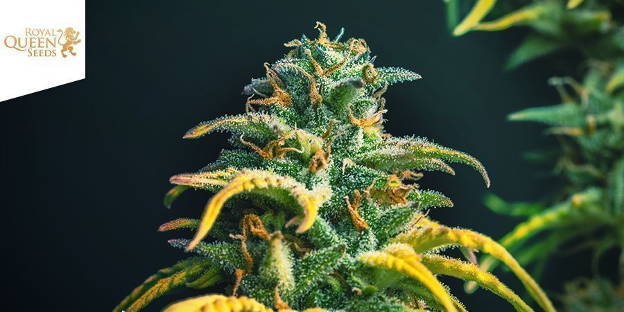 Stress Killer Royal Queen Seeds