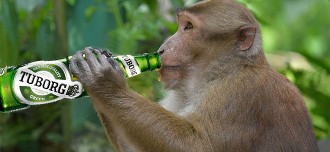 Alcoholische makaken