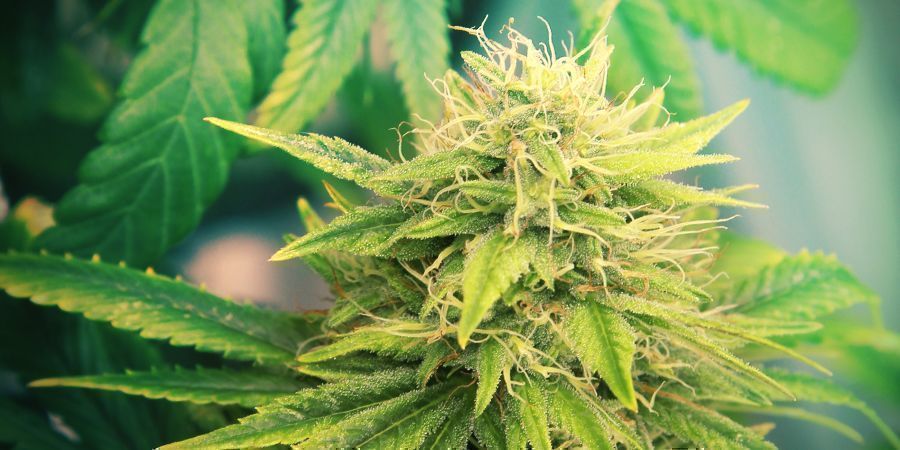 Cannabis Strains Die Een Couch-Lock Veroorzaken