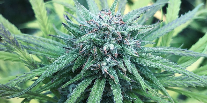 Durban Poison