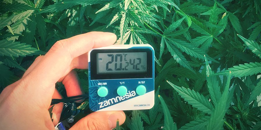 cannabis groeisysteem