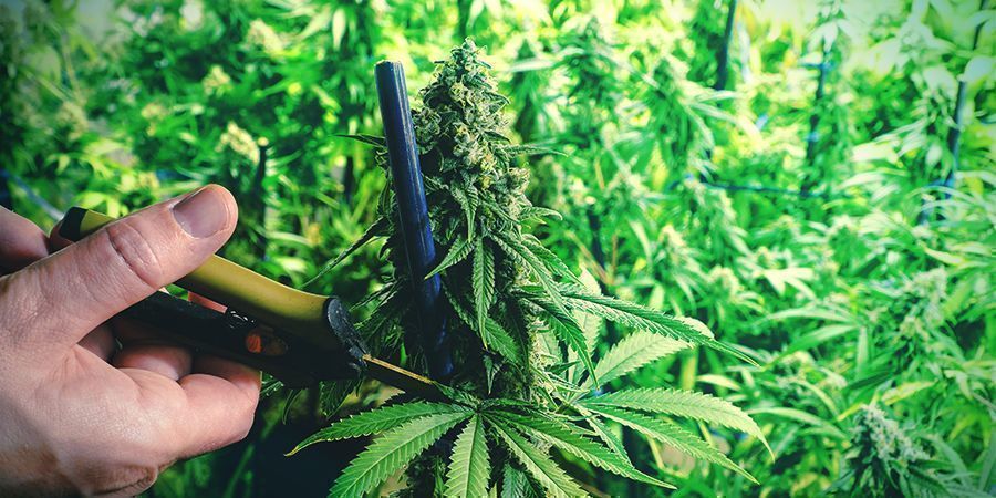 Cannabis Plant Training
