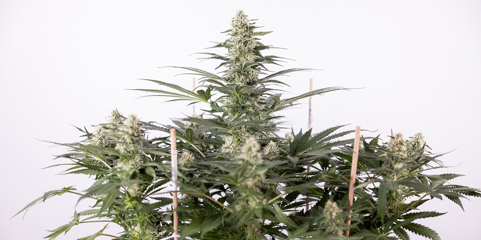 Fast Bud Outdoor (Spliff Seeds) Fast Bud Outdoor (Spliff Seeds)