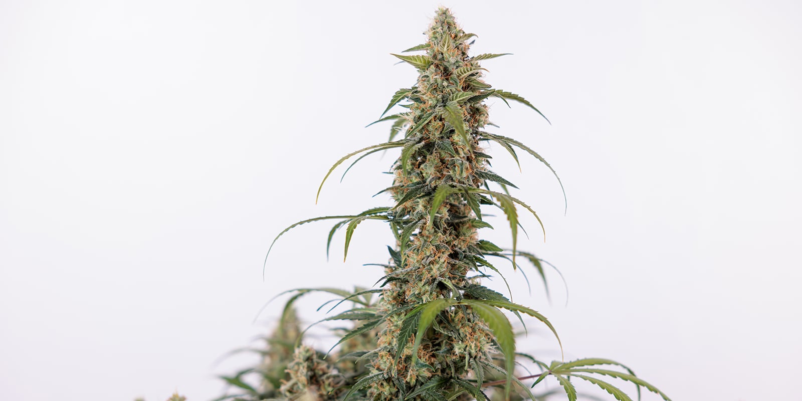 Green Cure CBD F1 Automatic (Zamnesia Seeds) Green Cure CBD F1 Automatic (Zamnesia Seeds)