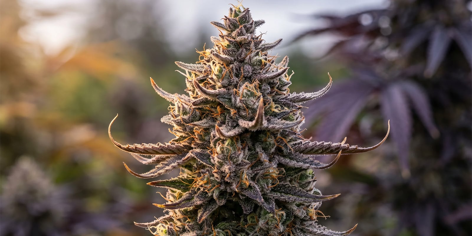 Lemon Cherry Gelato (Zamnesia Seeds) Lemon Cherry Gelato (Zamnesia Seeds)