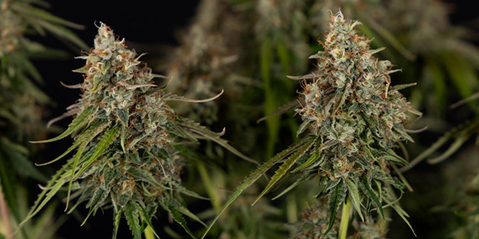 Super Silver Haze (Zamnesia Seeds) Super Silver Haze (Zamnesia Seeds)