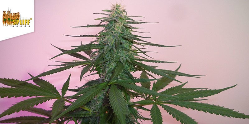 Fast Bud Outdoor - Spliff Seeds