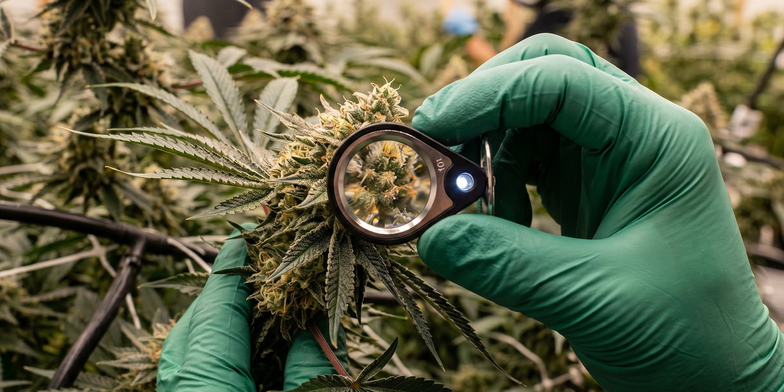 Original weed strains en hun invloed op moderne cannabis Original weed strains en hun invloed op moderne cannabis