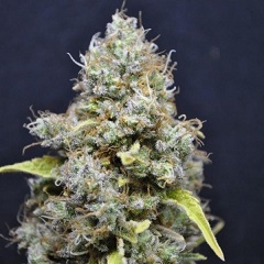 CBD Crew Skunk Haze CBD Skunk Haze