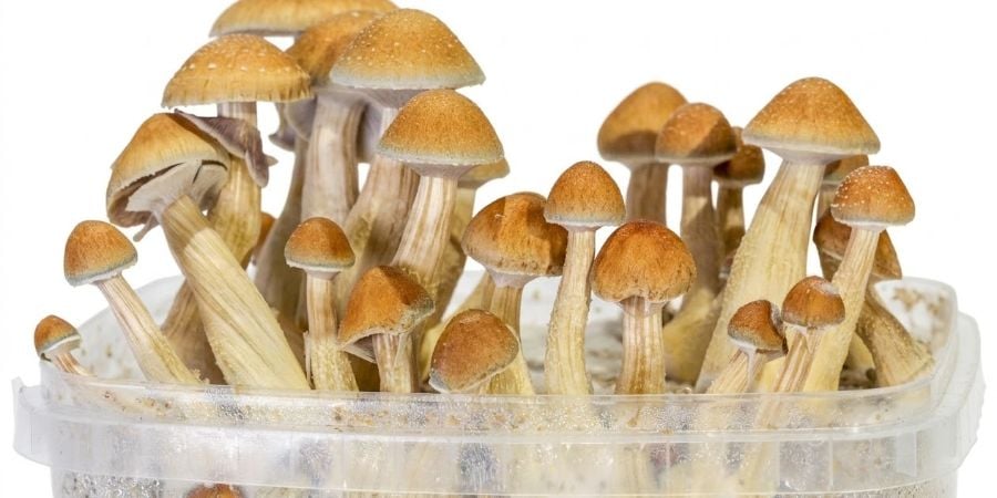 Zo kweek je Zamnesia SUPREME mushroom grow kits