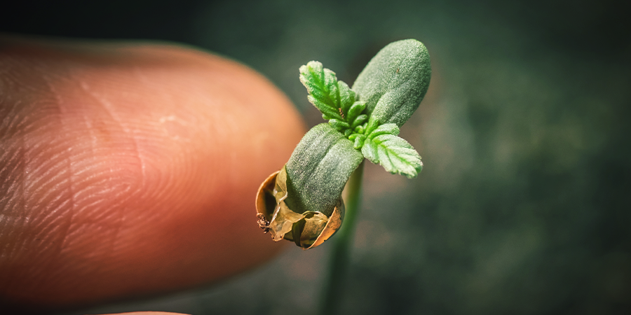 Cannabiszaden Gemakkelijk Ontkiemen In Aarde Cannabiszaden Gemakkelijk Ontkiemen In Aarde