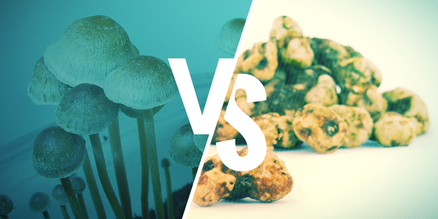 Magic Truffles And Magic Mushrooms The Differences Zamnesia