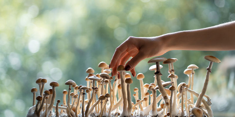 Juridische status: waar zijn magic truffles en paddo's toegestaan?