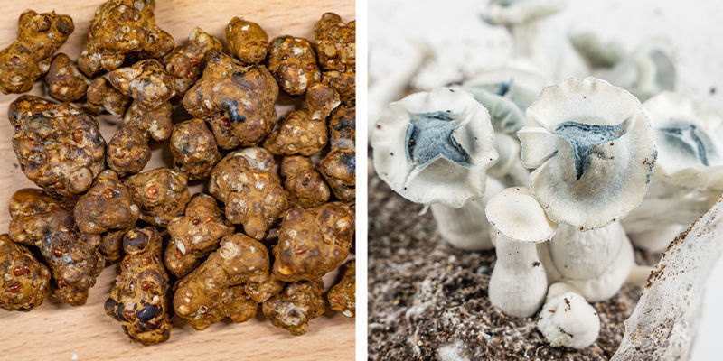Wat zijn magic truffles en paddo's?