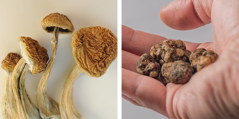Welke optie is beter voor beginners: magic truffles of paddo's?