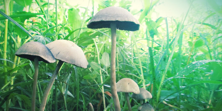 Wat Is Copelandia Cyanescens? Wat Is Copelandia Cyanescens?
