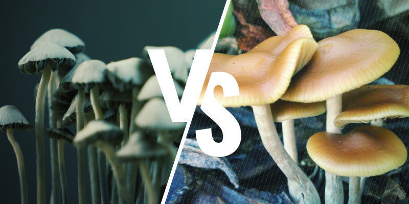 Copelandia cyanescens vs. Psilocybe cyanescens