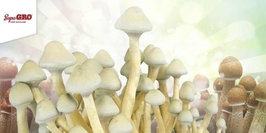 Hoe Kweek Je De Supa Gro 100% Mycelium Grow Kits
