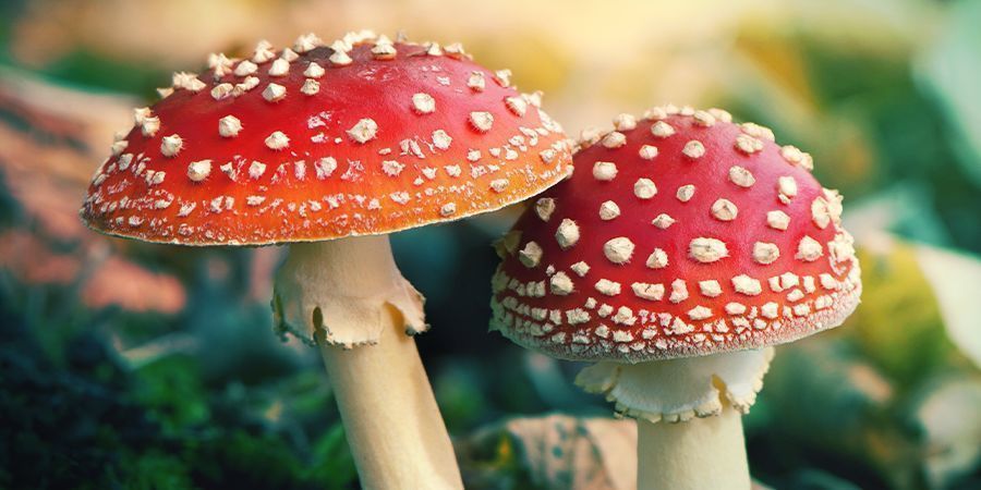 Wat Is Amanita Muscaria?