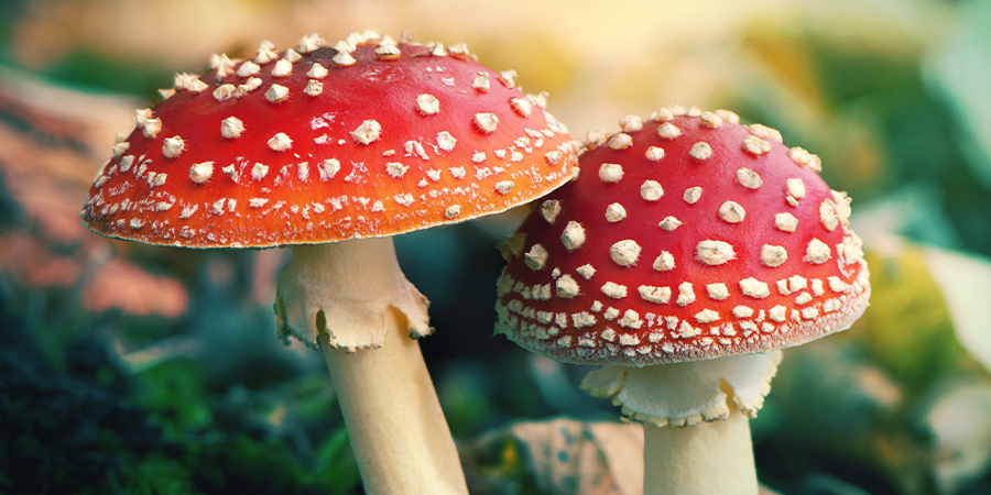 Wat Is Amanita Muscaria? Wat Is Amanita Muscaria?