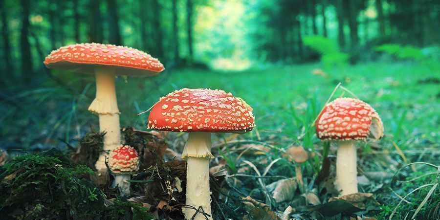 Amanita Muscaria: Uiterlijk