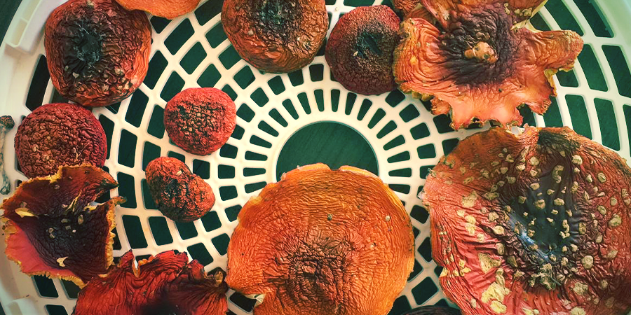Amanita Muscaria: Gebruik & Medisch gebruik Amanita Muscaria: Gebruik & Medisch gebruik