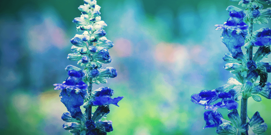 Hoe Gebruik Je Salvia Divinorum? HOE GEBRUIK JE SALVIA DIVINORUM?