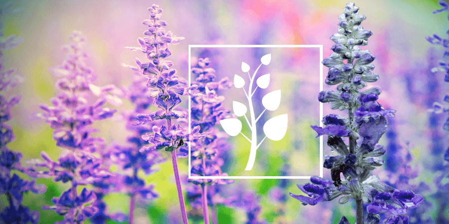 Salvia: Alles Wat Je Weten Moet